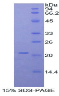 Figure 1. SDS-PAGE