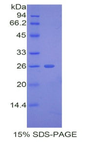 Figure 1. SDS-PAGE