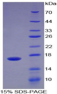 Figure 1. SDS-PAGE