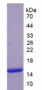 Figure 2. SDS-PAGE