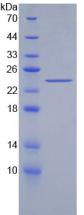 Figure 2. SDS-PAGE