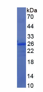 Figure 1. SDS-PAGE