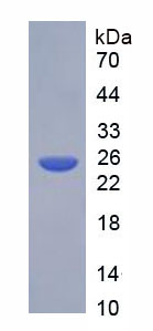 Figure 1. SDS-PAGE