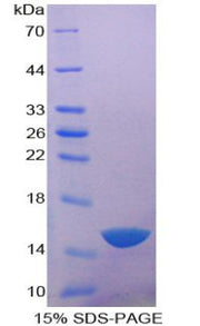 Figure 1. SDS-PAGE
