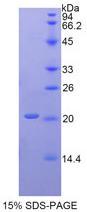 Figure 1. SDS-PAGE