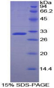 Figure 1. SDS-PAGE