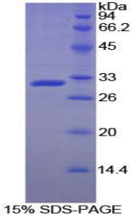 Figure 1. SDS-PAGE