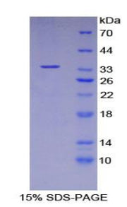 Figure 1. SDS-PAGE