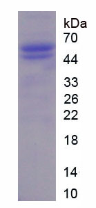 Figure 1. SDS-PAGE