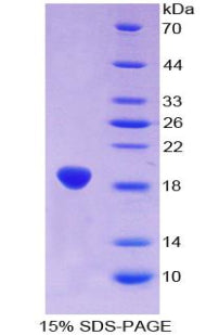 Figure 1. SDS-PAGE