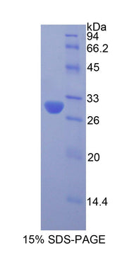 Figure 1. SDS-PAGE