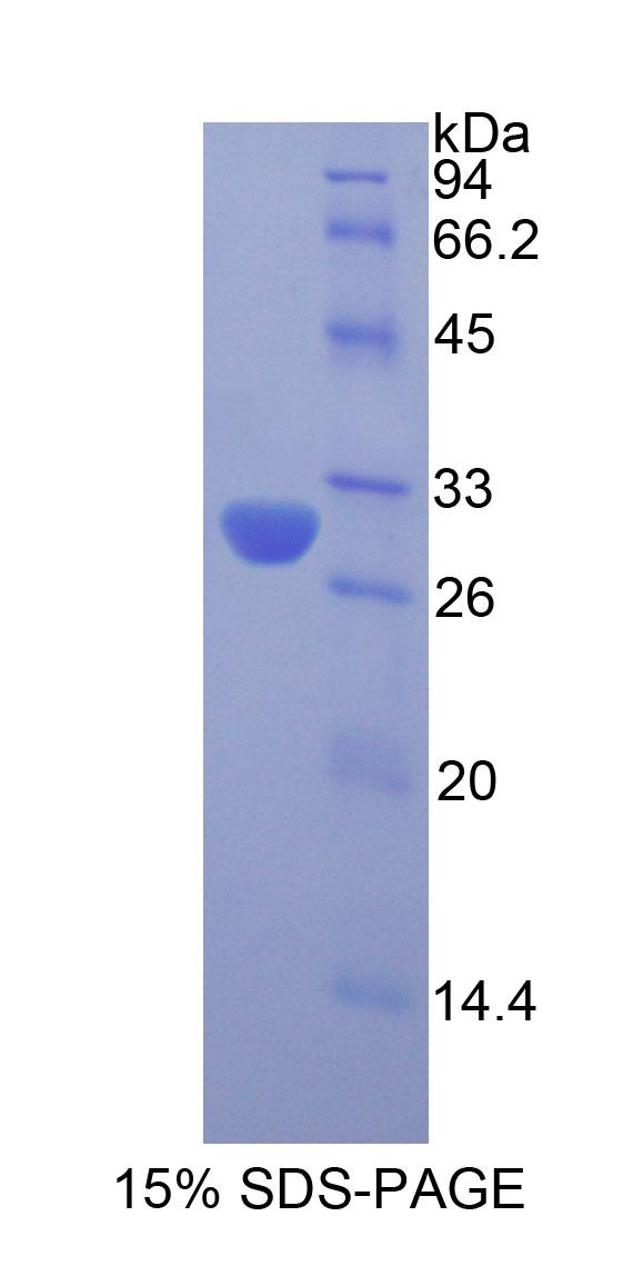 Figure 1. SDS-PAGE