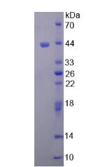 Figure 2. SDS-PAGE