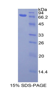 Figure 1. SDS-PAGE