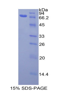 Figure 1. SDS-PAGE