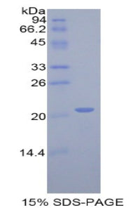 Figure 1. SDS-PAGE
