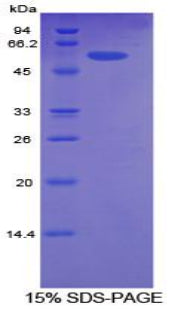 Figure 1. SDS-PAGE