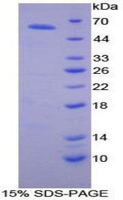 Figure 1. SDS-PAGE
