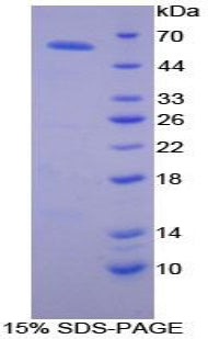 Figure 1. SDS-PAGE