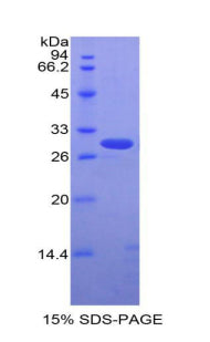 Figure 1. SDS-PAGE