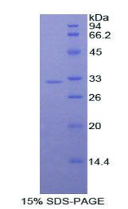 Figure 1. SDS-PAGE