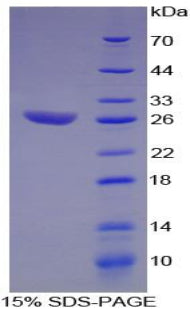 Figure 1. SDS-PAGE
