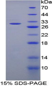 Figure 1. SDS-PAGE