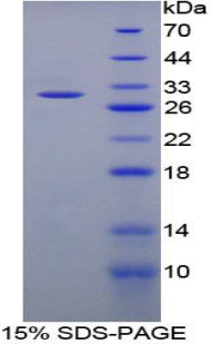 Figure 1. SDS-PAGE