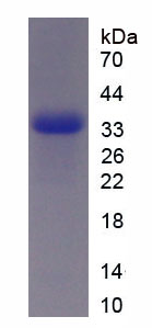 Figure 1. SDS-PAGE