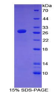 Figure 1. SDS-PAGE