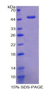 Figure 1. SDS-PAGE