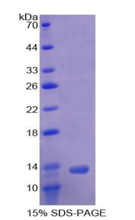 Figure 2. SDS-PAGE