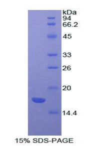 Figure 1. SDS-PAGE