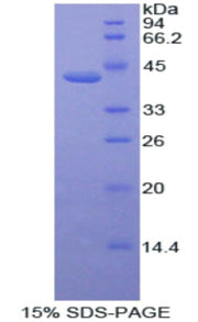Figure 1. SDS-PAGE