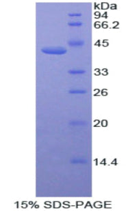 Figure 1. SDS-PAGE