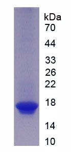 Figure 1. SDS-PAGE