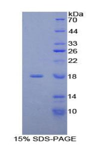 Figure 1. SDS-PAGE