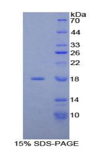 Figure 1. SDS-PAGE