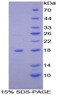 Figure 1. SDS-PAGE