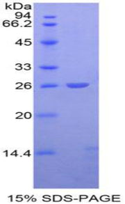 Figure 1. SDS-PAGE