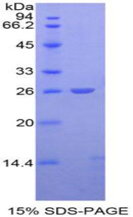 Figure 1. SDS-PAGE