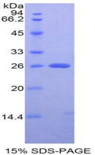 Figure 1. SDS-PAGE