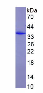 Figure 1. SDS-PAGE