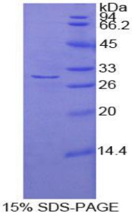 Figure 1. SDS-PAGE
