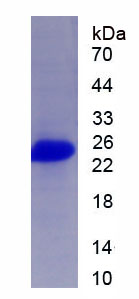 Figure 1. SDS-PAGE