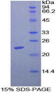 Figure 1. SDS-PAGE