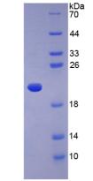 Figure 3. SDS-PAGE