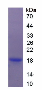 Figure 1. SDS-PAGE