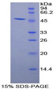 Figure 1. SDS-PAGE