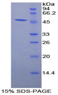 Figure 1. SDS-PAGE